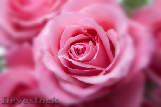 Devostock Roses Pink Family Rose Family 6554 4K.jpeg