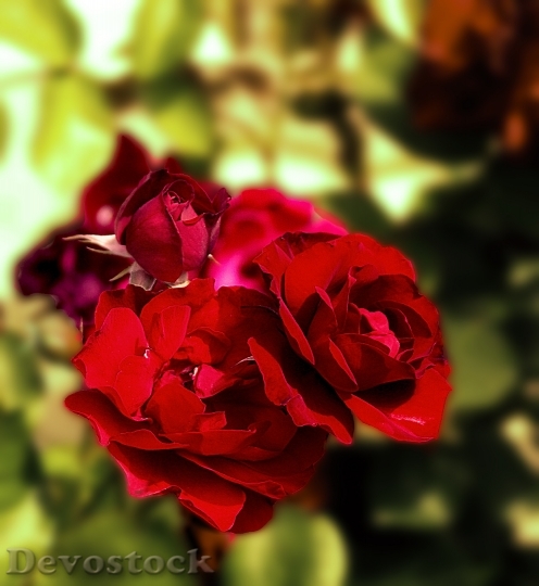 Devostock Roses Red Red Roses 0
