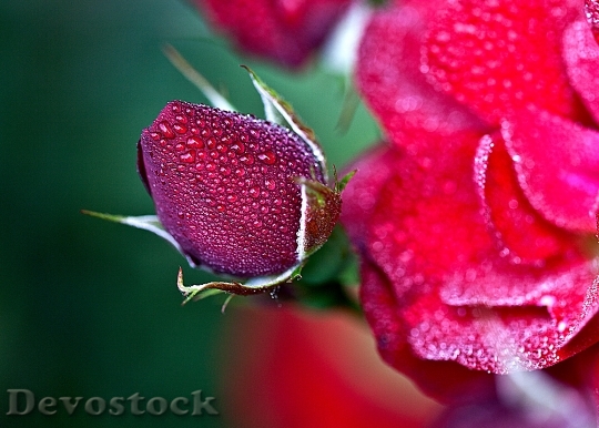 Devostock Roses Red Red Roses