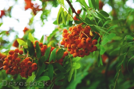 Devostock Rowan Berries Orange Harvest