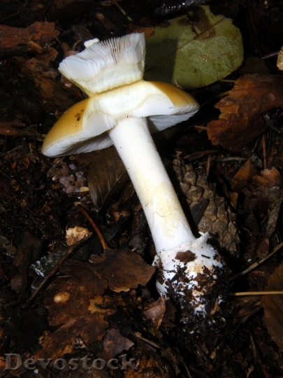 Devostock Russula Mushrooms Forest Autumn 0
