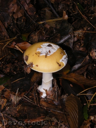 Devostock Russula Mushrooms Forest Autumn 1