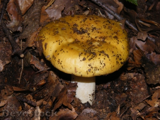 Devostock Russula Mushrooms Forest Autumn 2