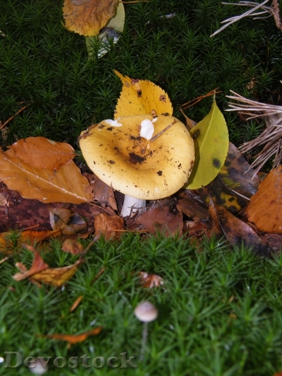 Devostock Russula Mushrooms Forest Autumn