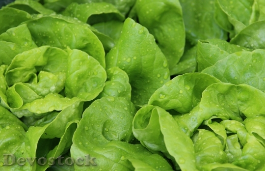 Devostock Salad Leaf Lettuce Lettuce 0