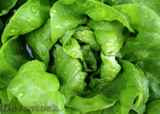 Devostock Salad Leaf Lettuce Lettuce 1