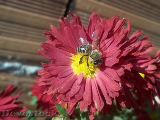 Devostock Scholarship Flower Bee Nature 0