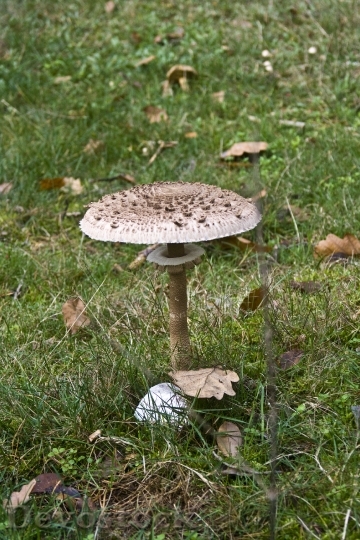Devostock Screen Fungus Mushrooms Forest