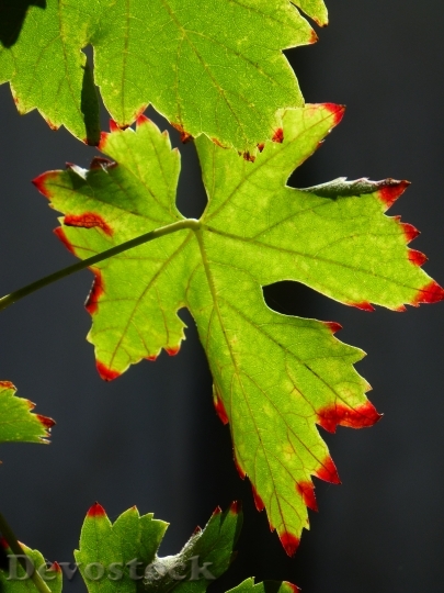 Devostock Screw Autumn Summer Leaf