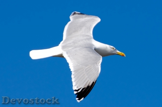 Devostock Seagull Bird White Sea 0