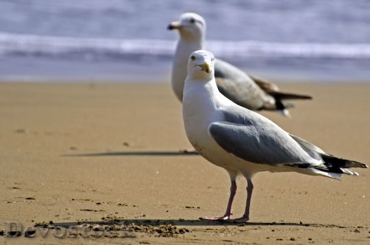 Devostock Seagull Bird White Sea