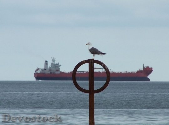 Devostock Seagull Ship Peace Mind