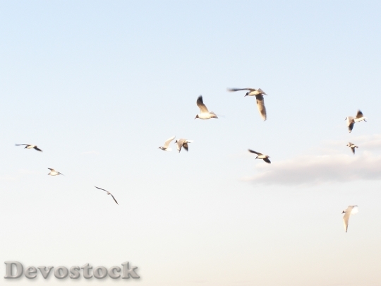 Devostock Seagulls Flying Spring Sky