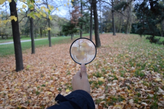 Devostock Search Lens Autumn Leaves