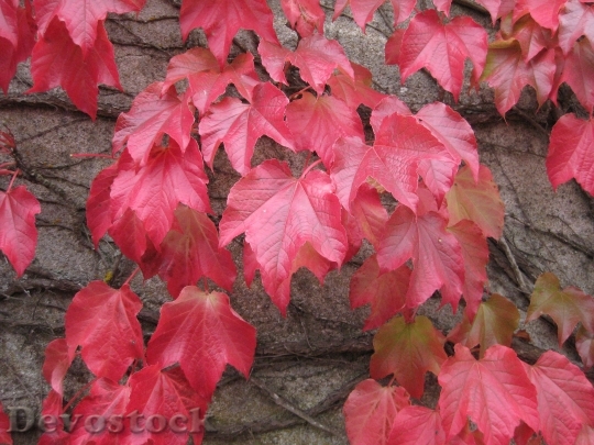 Devostock Sheet Autumn Ivy Nature