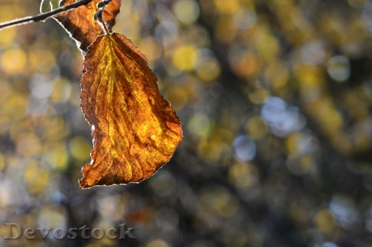 Devostock Sheet In Autumn Fall