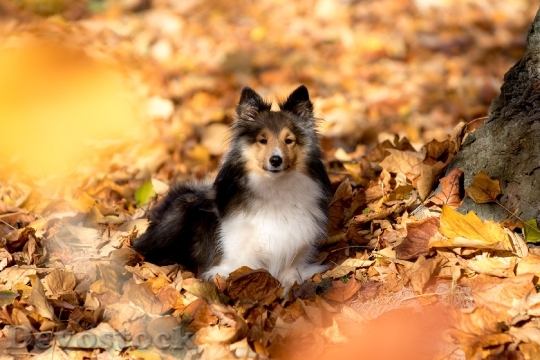 Devostock Sheltie Dog Lying Leaves