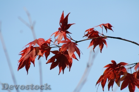 Devostock Sky Blue Autumn Tree