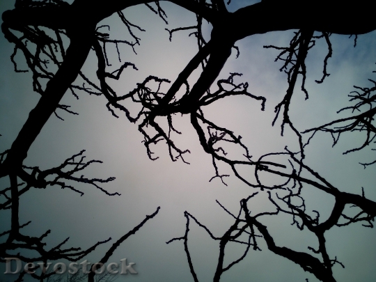 Devostock Sky Branches Dry Trees