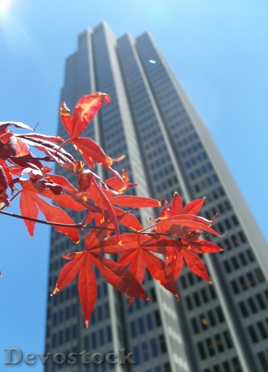 Devostock Skyscraper Leaves Leaf Autumn