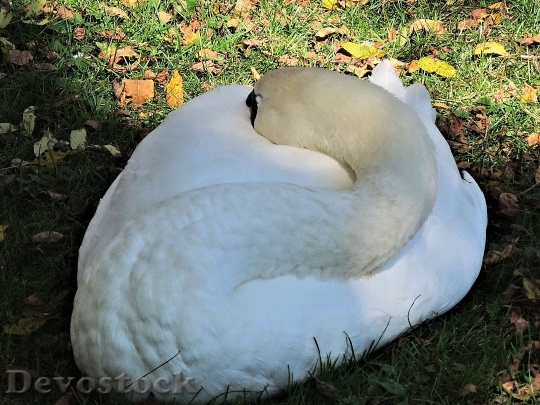 Devostock Sleeping Swan Wild Bird
