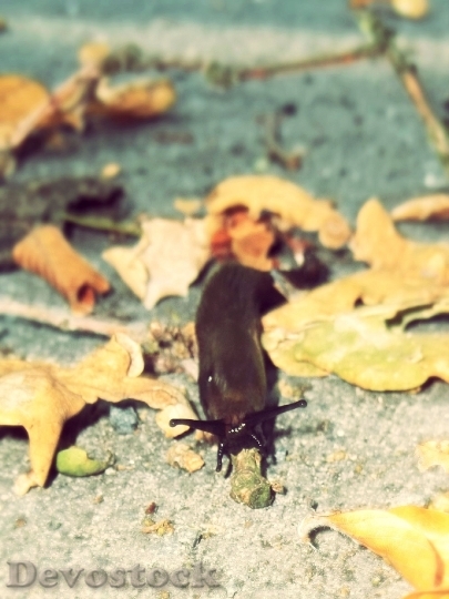Devostock Slug Snail Autumn Crawl