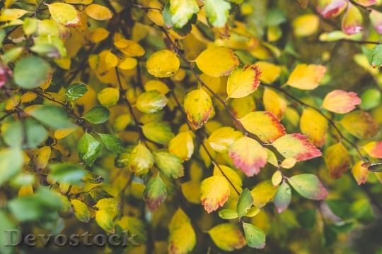 Devostock Small Little Leaf Leaves