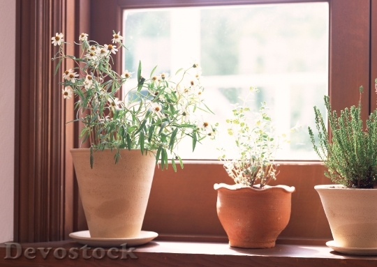 Devostock Small Potted Plants Sitting