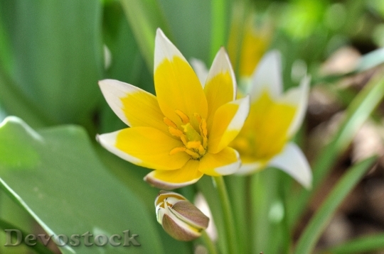 Devostock Small Star Tulip Flower