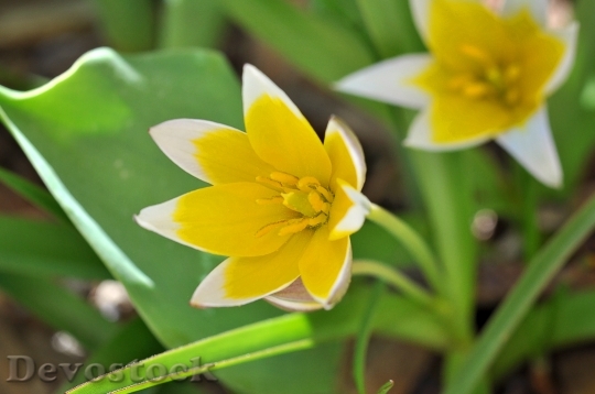 Devostock Small Star Tulip Yellow