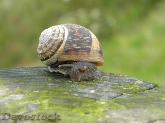 Devostock Snail Shell Green Trunk