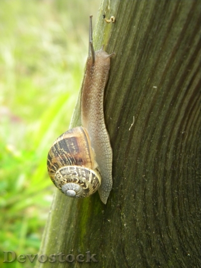 Devostock Snail Slow Trunk Nature