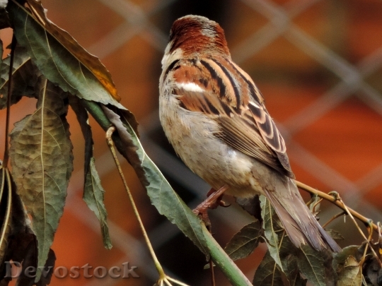 Devostock Sparrow Leaves Flying Branch
