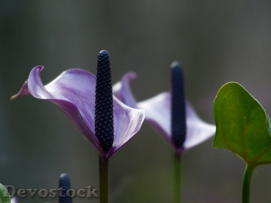 Devostock Spathiphyllum Vaginal Sheet Flower 0