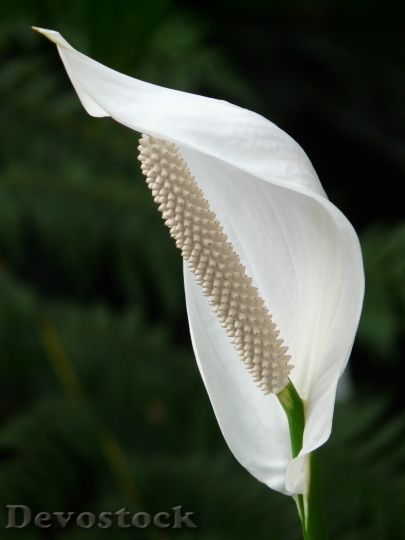 Devostock Spathiphyllum Vaginal Sheet Flower 2