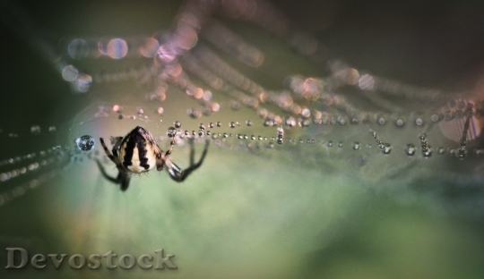 Devostock Spider Insect Close Arachnid