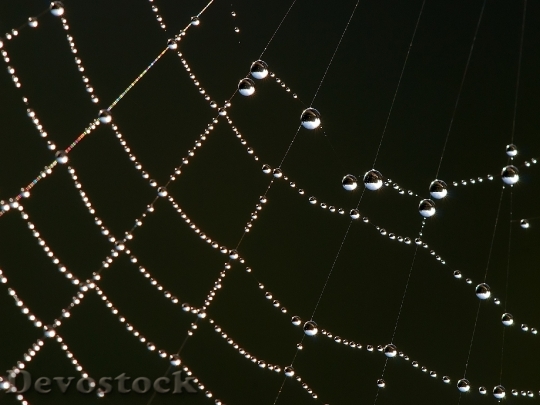 Devostock Spider Web Dew Drops 0
