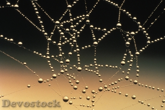 Devostock Spider Web Dew Drops 1