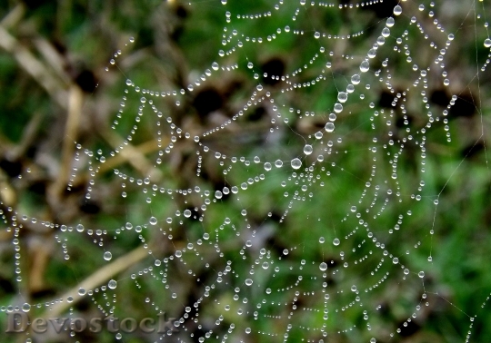 Devostock Spider Web Dew Place