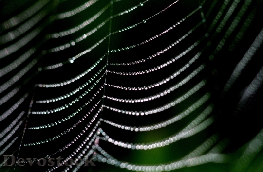 Devostock Spider Web Dew Web
