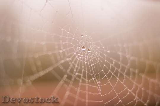 Devostock Spider Web Drop Water