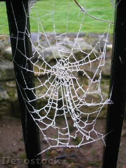 Devostock Spider Web Frozen Spider