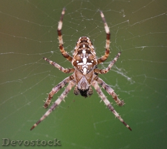 Devostock Spider Web Macro Sunlight