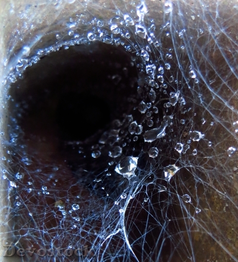 Devostock Spider Web Spider Water