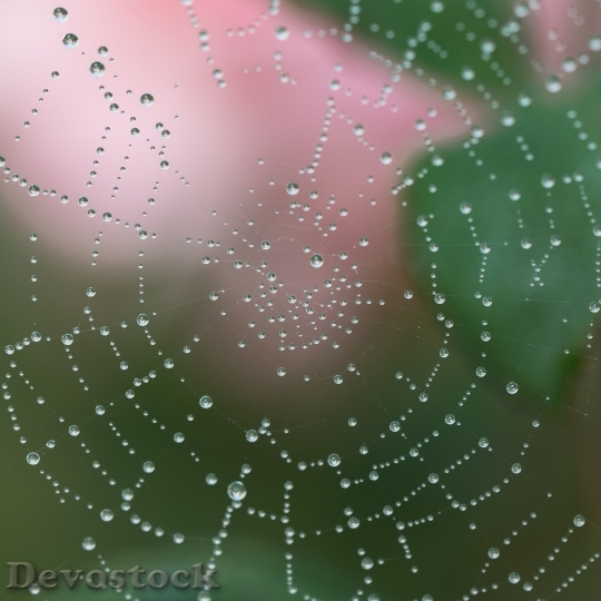 Devostock Spider Web Water Droplets