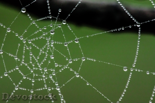 Devostock Spider Web Web Water