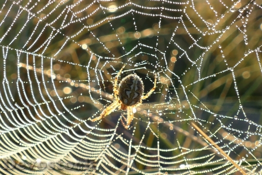 Devostock Spider Web Webs Nature