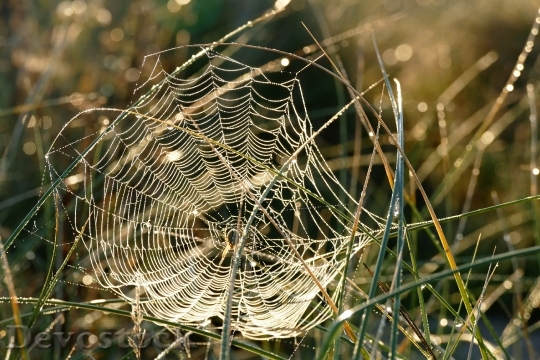 Devostock Spider Web Webs Spider