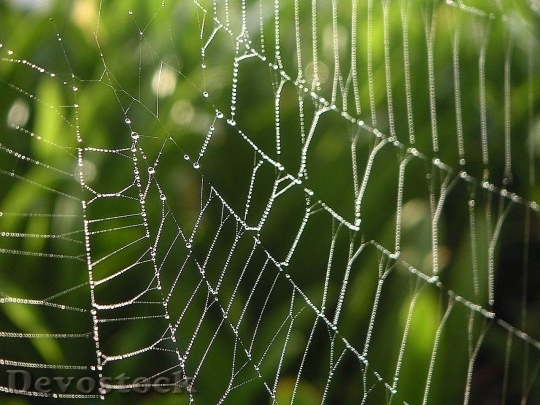Devostock Spider Webs Drops Dew