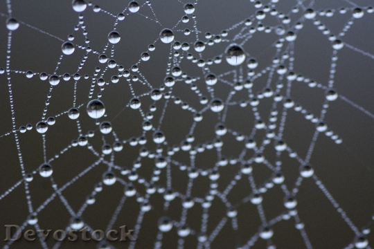 Devostock Spiderweb Water Drops Dewdrop